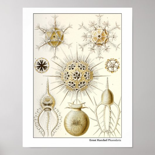 Poster Ernst Haeckel Phaeodaria (Devant)