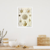 Poster Ernst Haeckel Phaeodaria (Cuisine)