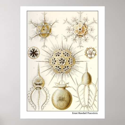 Poster Ernst Haeckel Phaeodaria (Devant)
