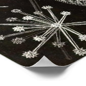 Poster Ernst Haeckel - Phaeodaria2 (Coin)