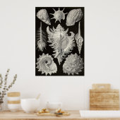 Poster Ernst Haeckel - Prosobranchia (Cuisine)
