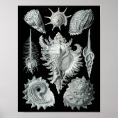 Poster Ernst Haeckel Prosobranchia frapper noir et blanc (Devant)