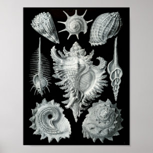 Poster Ernst Haeckel Prosobranchia frapper noir et blanc