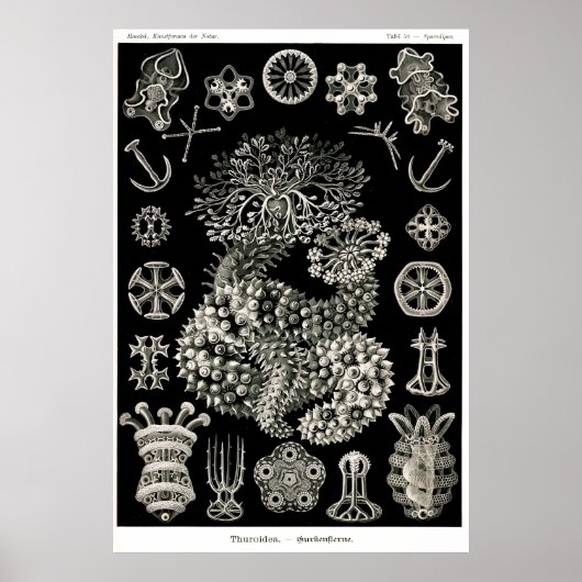 Poster Ernst Haeckel Thuroidea (Devant)