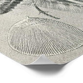 Poster Ernst Haeckel - Tineida (Coin)