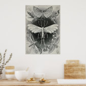 Poster Ernst Haeckel - Tineida (Cuisine)