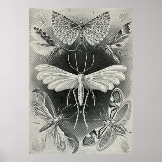 Poster Ernst Haeckel - Tineida (Devant)