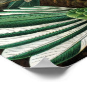 Poster Ernst Haeckel Trochilidae (Coin)