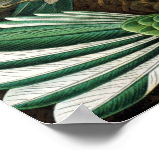 Poster Ernst Haeckel Trochilidae (Coin)