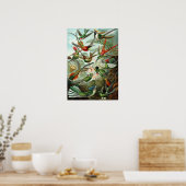 Poster Ernst Haeckel - Trochilidae (Cuisine)