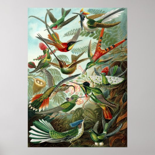 Poster Ernst Haeckel - Trochilidae (Devant)