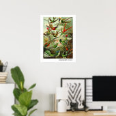 Poster Ernst Haeckel Trochilidae (Bureau à domicile)