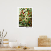 Poster Ernst Haeckel Trochilidae (Cuisine)