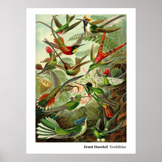 Poster Ernst Haeckel Trochilidae (Devant)