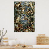 Poster Ernst Haeckel variété de grenouilles exotiques : B (Cuisine)