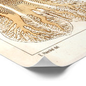 Poster Ernst Haeckel Vie marine Ocean Jellyfish Art Impri (Coin)