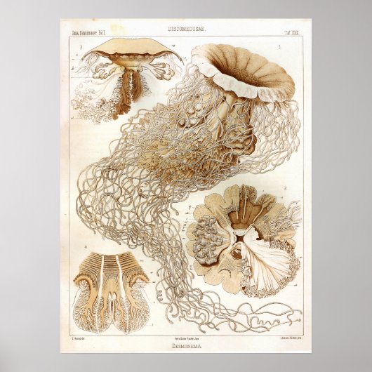 Poster Ernst Haeckel Vie marine Ocean Jellyfish Art Impri (Devant)