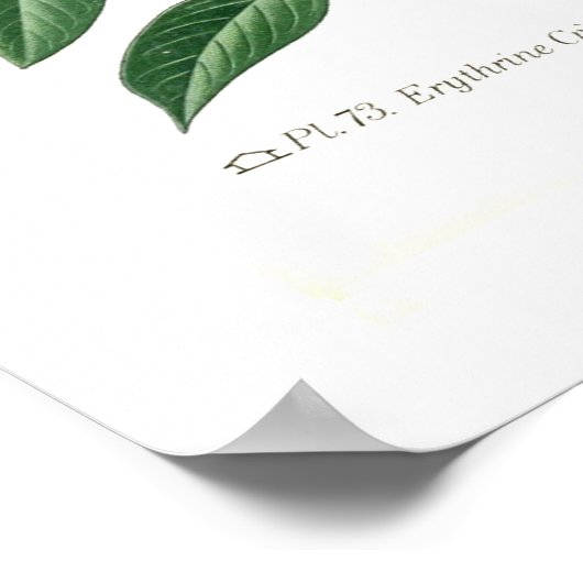 Poster Erythrina crista-galli (Coin)