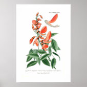 Poster Erythrina crista-galli (Devant)