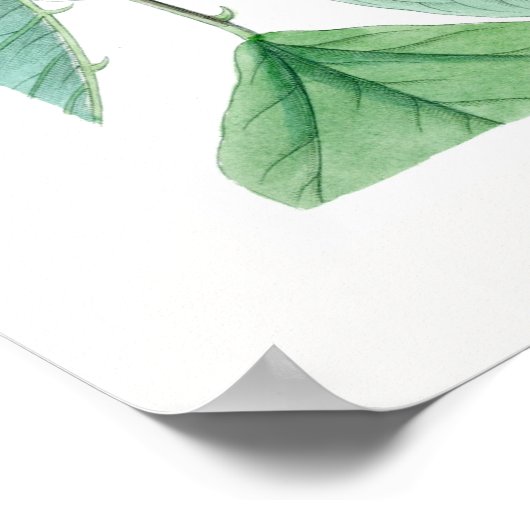 Poster Erythrina x bidwillii 'Camdeni' (Coin)