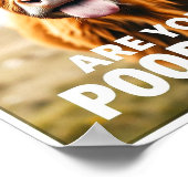 Poster Es-Tu En Train De Cacher ? Funky Highland Cow, Cow (Coin)