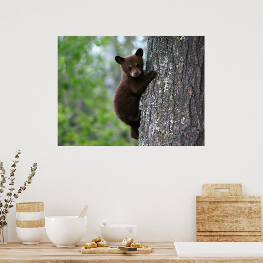 Poster Escalade Bear Cub (Cuisine)