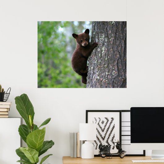 Poster Escalade Bear Cub (Bureau à domicile)