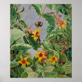 Poster Escalade brésilienne arbustes et oiseaux de mer (Devant)