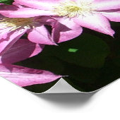 Poster Escalade Clematis Fleurs de printemps violettes (Coin)