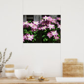 Poster Escalade Clematis Fleurs de printemps violettes (Cuisine)