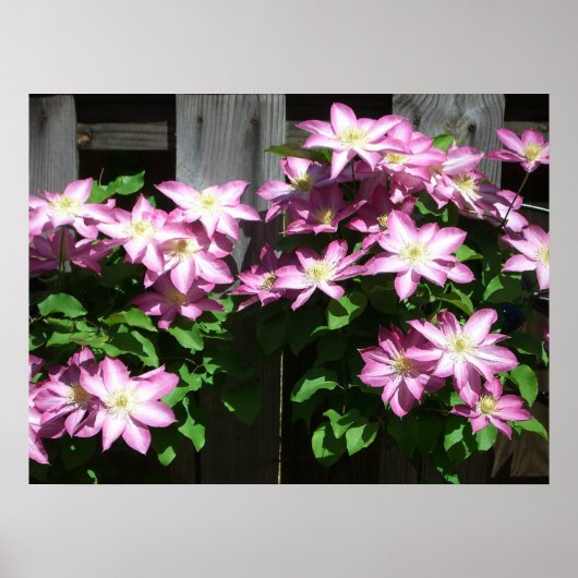 Poster Escalade Clematis Fleurs de printemps violettes (Devant)