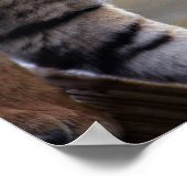 Poster Escalade du tigre vers le bas (Coin)