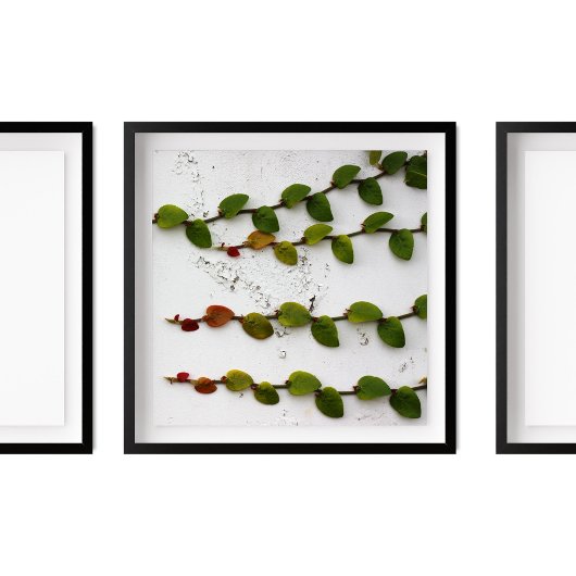 Poster Escalade Fig Vine Ombre Photographie