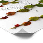 Poster Escalade Fig Vine Ombre Photographie (Coin)