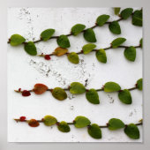 Poster Escalade Fig Vine Ombre Photographie (Devant)