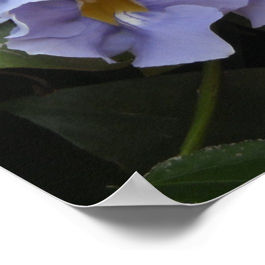 Poster Escalade Matin Glories (Coin)