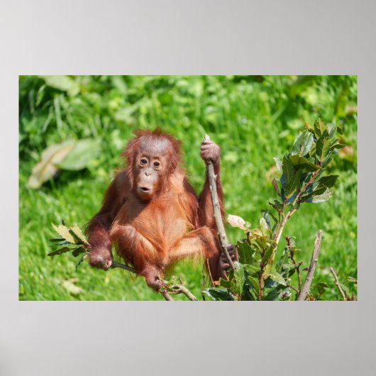 Poster Escalade Orangutan Baby (Devant)