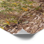 Poster Escalade royale de Tigre du Bengale sur l'arbre (Coin)