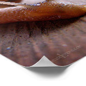 Poster Escargot (Coin)