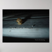 Poster Escargot (Devant)