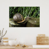 Poster Escargot (Cuisine)