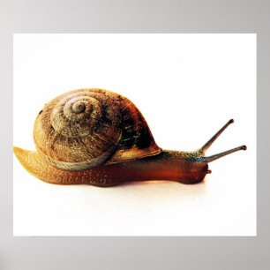 Poster escargot