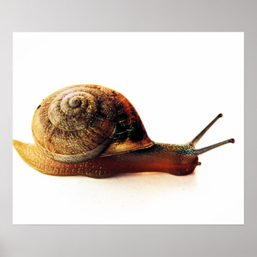 Poster escargot (Devant)