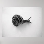 Poster Escargot (Devant)