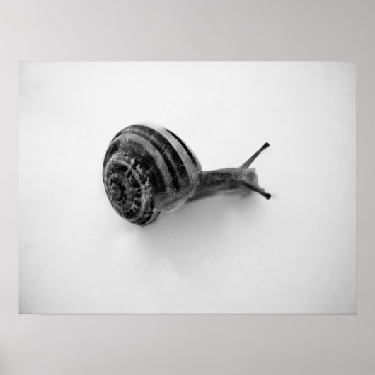 Poster Escargot (Devant)