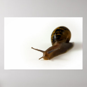 Poster Escargot