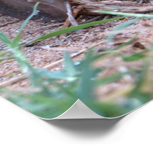 Poster Escargot africain (Coin)