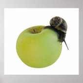 Poster Escargot et pomme (Devant)