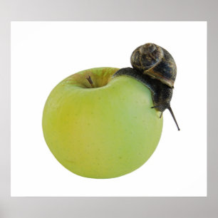 Poster Escargot et pomme