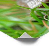 Poster Escargot mangeant de l'herbe (Coin)